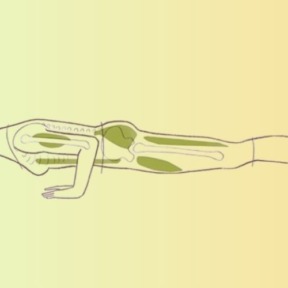 YOG uitgelicht – Chaturanga Dandasana