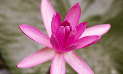 Ayurveda op Sri Lanka