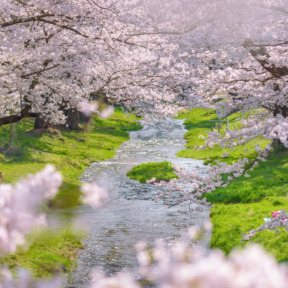 Kannonji river sakura trees