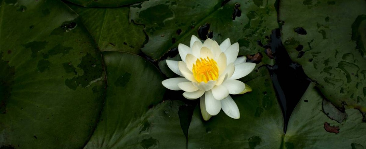 Lotus bloem