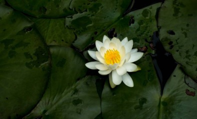 Lotus bloem