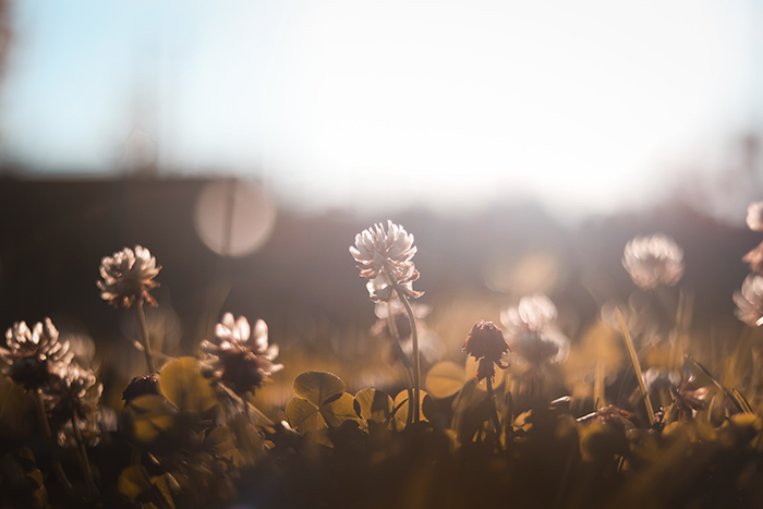 Yoga-agenda: begroet de lente