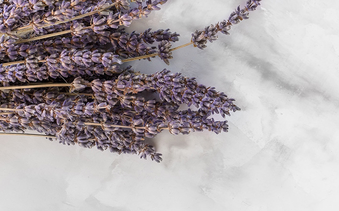 Lavendel_dana-devolk_Unsplash