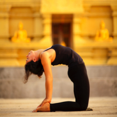 Camel (Yin)