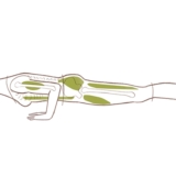 Haat-liefde verhouding met Chaturanga Dandasana