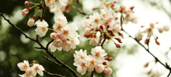 Gratis lente-detox