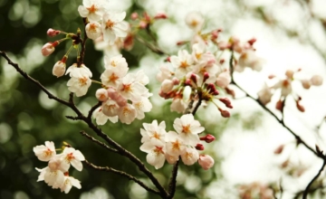 Gratis lente-detox