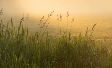 Ochtend meditatie: Een krachtige start van de dag
