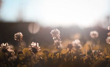 Yoga-agenda: begroet de lente