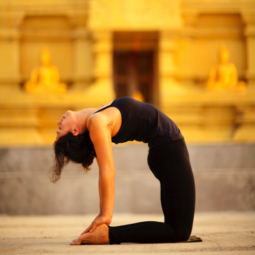 Camel (Yin)